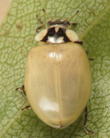 Adalia bipunctata, juste après métamorphose