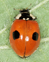 Adalia bipunctata