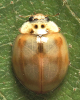 Adalia decempunctata