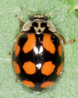 Adalia decempunctata