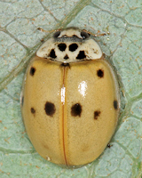 Adalia decempunctata