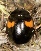 Adalia decempunctata