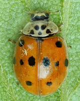 Adalia decempunctata