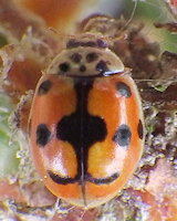 Adalia decempunctata