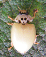 Adalia decempunctata, juste après métamorphose