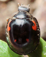 Exochomus quadripustulatus