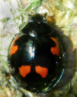 Exochomus quadripustulatus