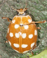 Calvia quatuordecimguttata