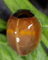 Chilocorus bipustulatus, juste après métamorphose