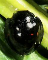 Chilocorus bipustulatus