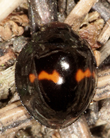 Chilocorus bipustulatus