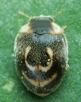 Clitostethus arcuatus