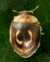 Clitostethus arcuatus