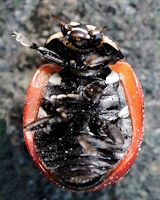 Coccinella magnifica dessous