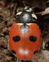 Coccinella magnifica