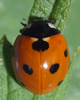 Coccinella septempunctata