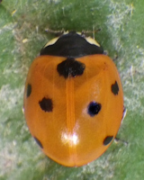 Coccinella septempunctata proche métamorphose