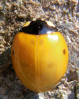 Coccinella septempunctata, juste après métamorphose