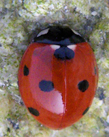 Coccinella septempunctata