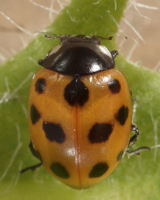 Coccinella undecimpunctata, peu après métamorphose