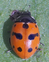 Coccinella undecimpunctata