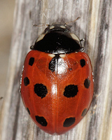 Coccinella undecimpunctata