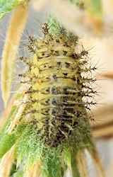 Subcoccinella vigintiquatuorpunctata