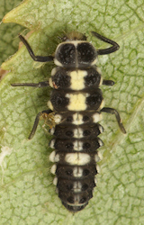 Propylea quatuordecimpunctata