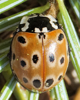 Anatis ocellata