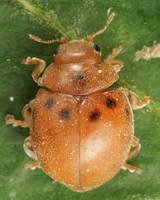 Subcoccinella vigintiquatuorpunctata