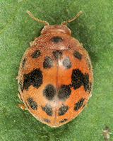 Subcoccinella vigintiquatuorpunctata