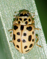 Anisosticta novemdecimpunctata