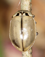 Aphidecta obliterata