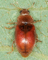 Coccidula rufa