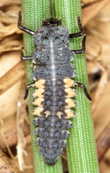 Harmonia quadripunctata