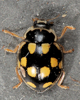 Propylea quatuordecimpunctata