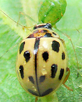 Propylea quatuordecimpunctata
