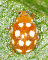 Vibidia duodecimguttata