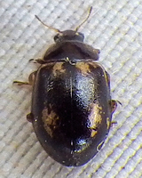 Aphidecta obliterata