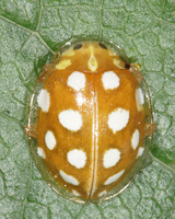 Halyzia sedecimguttata