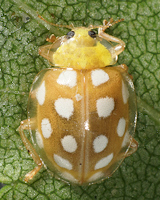 Halyzia sedecimguttata