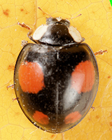 Harmonia axyridis