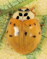 Harmonia axyridis