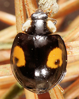 Harmonia axyridis