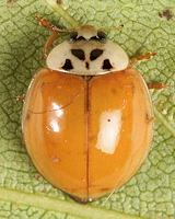 Harmonia axyridis