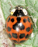 Harmonia axyridis