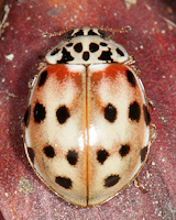 Harmonia quadripunctata