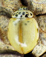 Harmonia quadripunctata