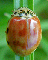 Harmonia quadripunctata