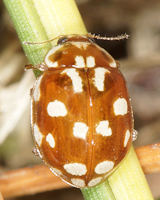 Myrrha octodecimguttata